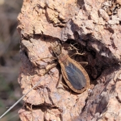 Opistoplatys australasiae at Coree, ACT - 19 Aug 2023 12:58 PM