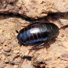 Platyzosteria melanaria (Common Eastern Litter Runner) at Coree, ACT - 19 Aug 2023 by trevorpreston