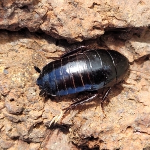 Platyzosteria melanaria at Coree, ACT - 19 Aug 2023 12:58 PM