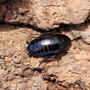 Platyzosteria melanaria at Coree, ACT - 19 Aug 2023 12:58 PM