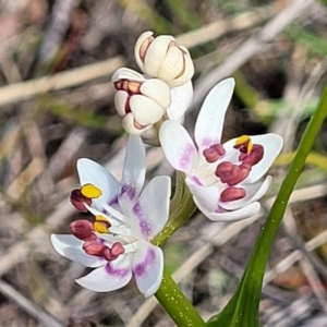 Wurmbea dioica subsp. dioica at Coree, ACT - 19 Aug 2023