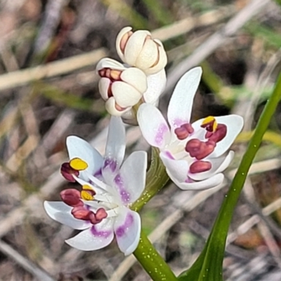 Wurmbea dioica subsp. dioica (Early Nancy) at Sherwood Forest - 19 Aug 2023 by trevorpreston