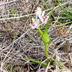 Wurmbea dioica subsp. dioica at Coree, ACT - 19 Aug 2023