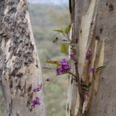 Hardenbergia violacea (False Sarsaparilla) at Black Mountain - 18 Aug 2023 by JimL