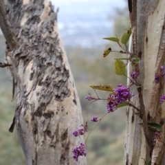 Hardenbergia violacea at Canberra Central, ACT - 19 Aug 2023