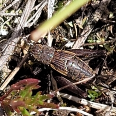 Eurepa marginipennis (Mottled bush cricket) at Sherwood Forest - 19 Aug 2023 by trevorpreston