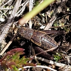 Unidentified Cricket (Orthoptera, several families) at Coree, ACT - 19 Aug 2023 by trevorpreston