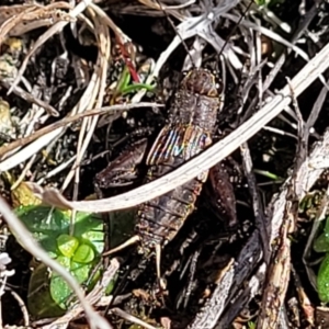 Eurepa marginipennis at Sherwood Forest - 19 Aug 2023