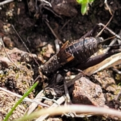 Eurepa marginipennis at Sherwood Forest - 19 Aug 2023