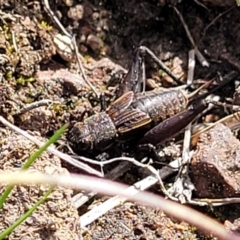 Eurepa marginipennis at Sherwood Forest - 19 Aug 2023