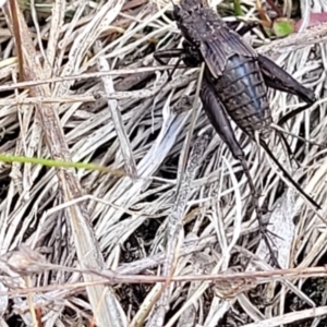 Eurepa marginipennis at Sherwood Forest - 19 Aug 2023