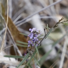 Hovea heterophylla (Common Hovea) at Black Mountain - 18 Aug 2023 by JimL