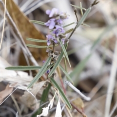 Hovea heterophylla at Canberra Central, ACT - 19 Aug 2023 09:12 AM