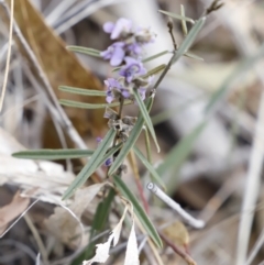 Hovea heterophylla at Canberra Central, ACT - 19 Aug 2023