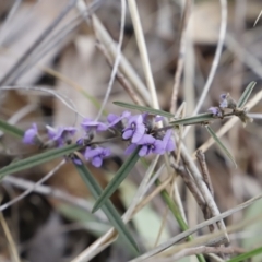 Hovea heterophylla at Canberra Central, ACT - 19 Aug 2023 09:12 AM