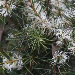 Hakea decurrens subsp. decurrens (Bushy Needlewood) at Black Mountain - 18 Aug 2023 by JimL