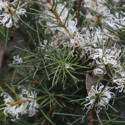 Hakea decurrens subsp. decurrens (Bushy Needlewood) at Canberra Central, ACT - 19 Aug 2023 by JimL