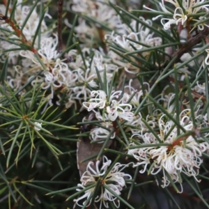 Hakea decurrens subsp. decurrens at Canberra Central, ACT - 19 Aug 2023 09:11 AM