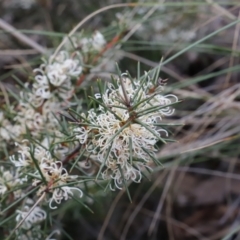 Hakea decurrens subsp. decurrens at Canberra Central, ACT - 19 Aug 2023 09:11 AM