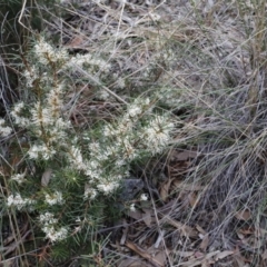 Hakea decurrens subsp. decurrens at Canberra Central, ACT - 19 Aug 2023