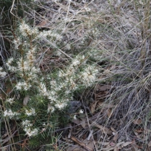 Hakea decurrens subsp. decurrens at Canberra Central, ACT - 19 Aug 2023 09:11 AM