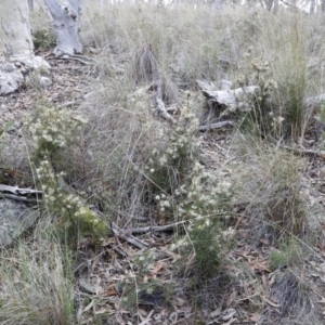 Hakea decurrens subsp. decurrens at Canberra Central, ACT - 19 Aug 2023 09:11 AM