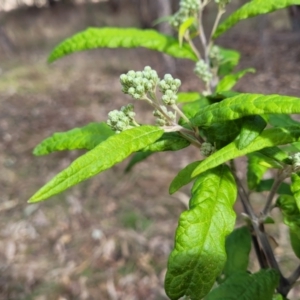 Olearia lirata at Coree, ACT - 19 Aug 2023 12:50 PM