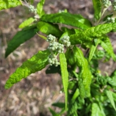 Olearia lirata at Coree, ACT - 19 Aug 2023