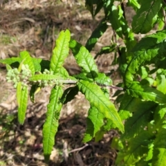 Olearia lirata at Coree, ACT - 19 Aug 2023 12:50 PM