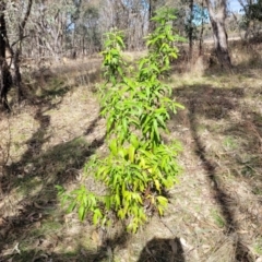 Olearia lirata at Coree, ACT - 19 Aug 2023