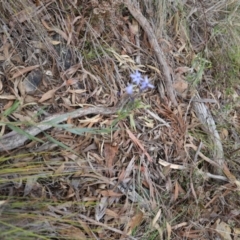 Stypandra glauca (Nodding Blue Lily) at Black Mountain - 18 Aug 2023 by JimL