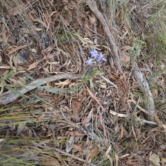Stypandra glauca (Nodding Blue Lily) at Canberra Central, ACT - 19 Aug 2023 by JimL