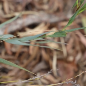 Stypandra glauca at Canberra Central, ACT - 19 Aug 2023 09:31 AM