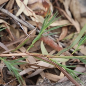 Stypandra glauca at Canberra Central, ACT - 19 Aug 2023