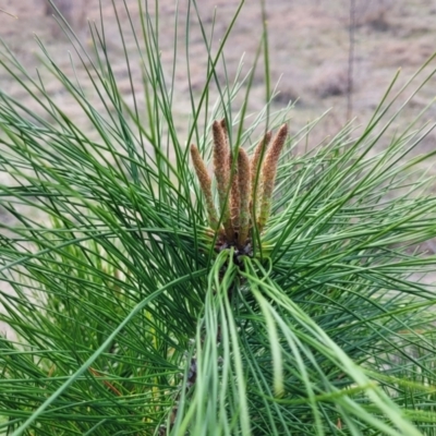 Pinus radiata (Monterey or Radiata Pine) at Sherwood Forest - 19 Aug 2023 by trevorpreston