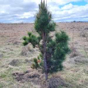 Pinus radiata at Coree, ACT - 19 Aug 2023