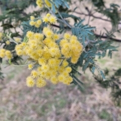 Acacia dealbata subsp. dealbata (Silver Wattle) at Sherwood Forest - 19 Aug 2023 by trevorpreston