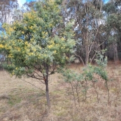 Acacia dealbata subsp. dealbata at Coree, ACT - 19 Aug 2023