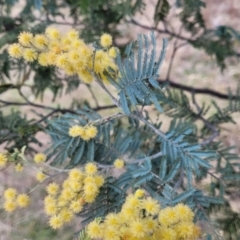 Acacia dealbata subsp. dealbata at Coree, ACT - 19 Aug 2023