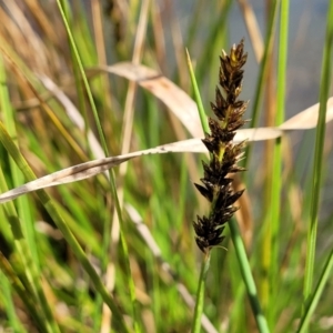 Carex appressa at Coree, ACT - 19 Aug 2023 12:46 PM