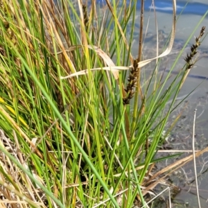 Carex appressa at Coree, ACT - 19 Aug 2023