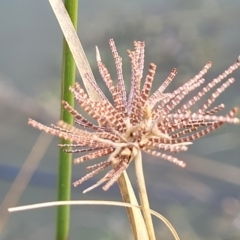 Cyperus eragrostis (Umbrella Sedge) at Coree, ACT - 19 Aug 2023 by trevorpreston