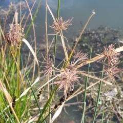 Cyperus eragrostis at Coree, ACT - 19 Aug 2023