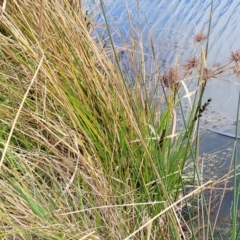 Cyperus eragrostis at Coree, ACT - 19 Aug 2023 12:45 PM