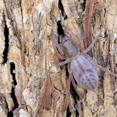 Clubiona sp. (genus) (Unidentified Stout Sac Spider) at Sherwood Forest - 19 Aug 2023 by trevorpreston