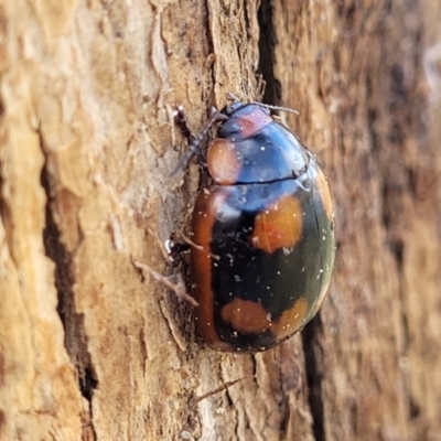 Paropsisterna beata (Blessed Leaf Beetle) at Coree, ACT - 19 Aug 2023 by trevorpreston