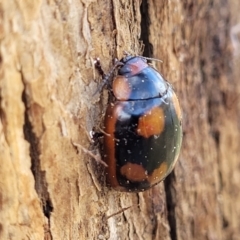 Paropsisterna beata (Blessed Leaf Beetle) at Sherwood Forest - 19 Aug 2023 by trevorpreston