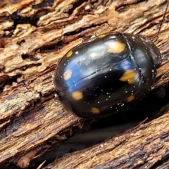 Paropsisterna octosignata (Eucalyptus leaf beetle) at Sherwood Forest - 19 Aug 2023 by trevorpreston