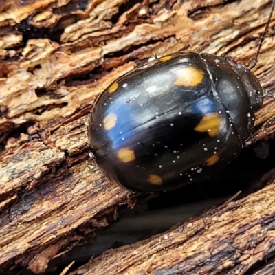 Paropsisterna octosignata (Eucalyptus leaf beetle) at Coree, ACT - 19 Aug 2023 by trevorpreston