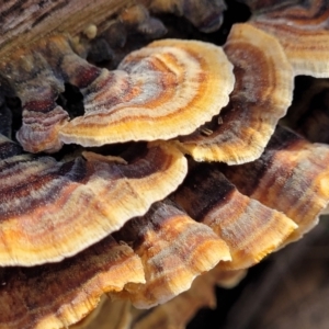 Trametes versicolor at Sherwood Forest - 19 Aug 2023 12:38 PM